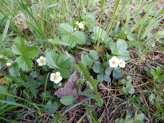 Metsmaasikas õitseb