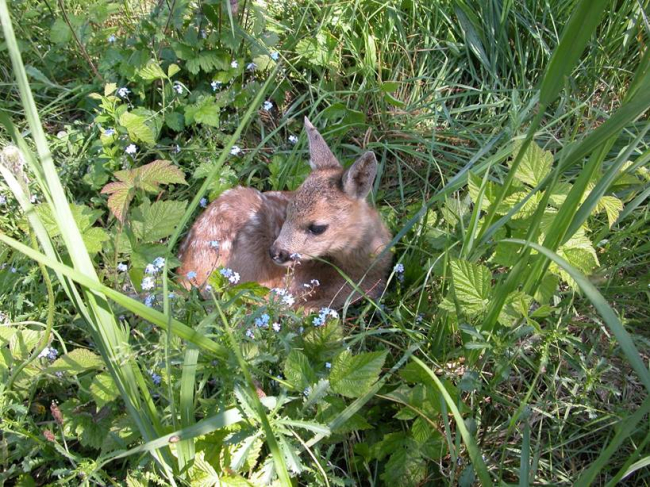 Rohus pikutavat metskitsetalle pildistas Tõnu Talvi.