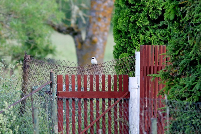 Mustlauk-õgija. 04.07.2017, Põgari-Sassi, Läänemaa 