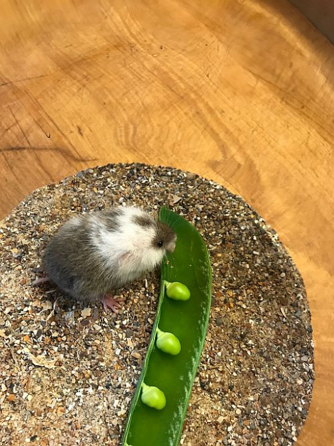 Millist kosti külalisele pakkuda