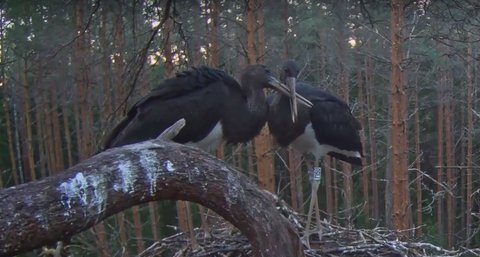 Pesale on ööbima jäänud kaks kurepoega…