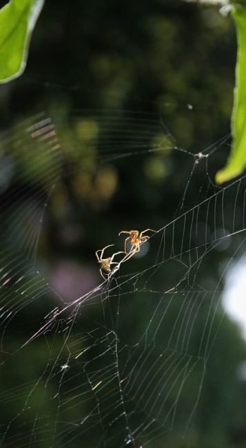 Kaklus toidu pärast. Foto Fee-Marlen Mägi 