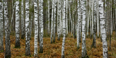 Öökulli akadeemia