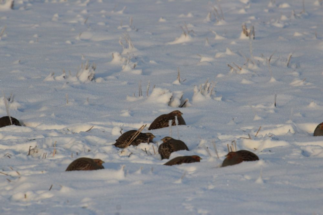 Partridges