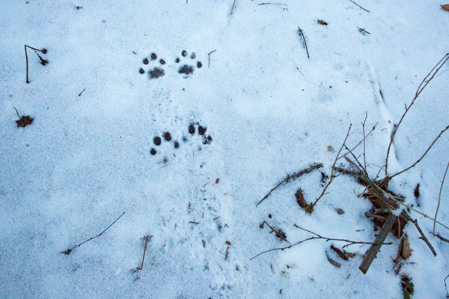 ilves