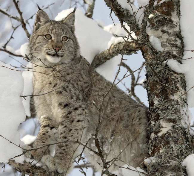 Ilves - Lynx lynx. Foto: (CC) Pixabay