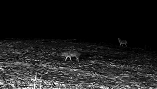 A couple of days ago the jackals were moving on the southern shore of Matsalu 