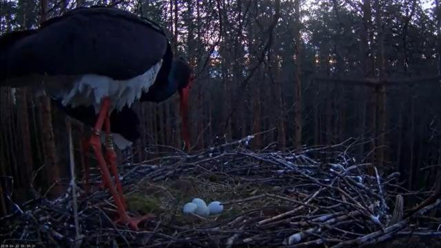 Emaslind Kati lahkus pesalt ja Karl jäi mune soojendama….