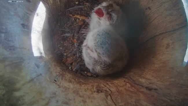 Старший птенец выпрашивает еду