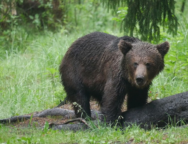 медведь