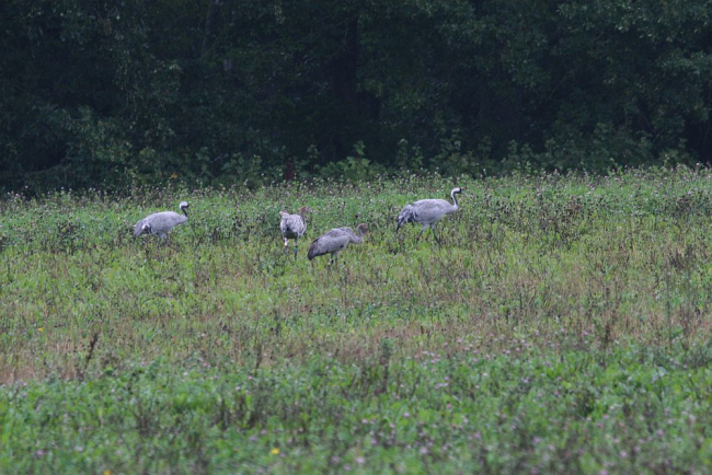 Cranes "Soits 1“ and "Soits 2“ have left