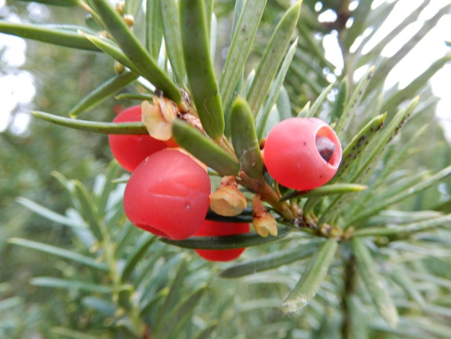 Jugapuu  marikäbidega  