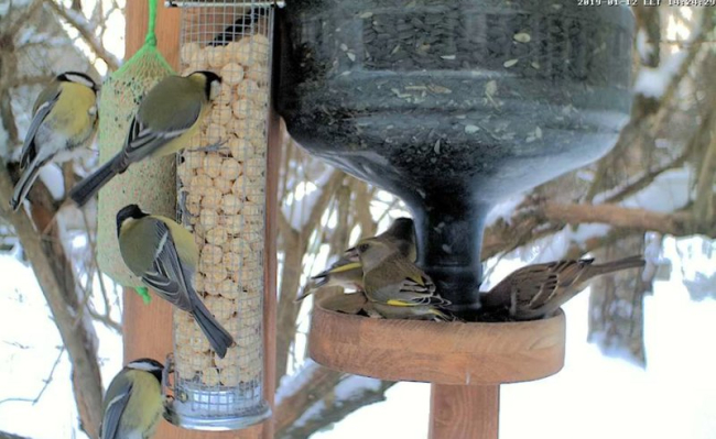 Great tits, greenfinches, tree sparrows…