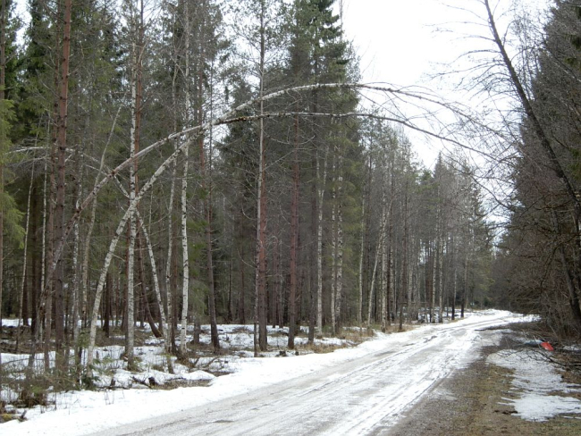 Metsas on veel lund. Lume vaalitud kased