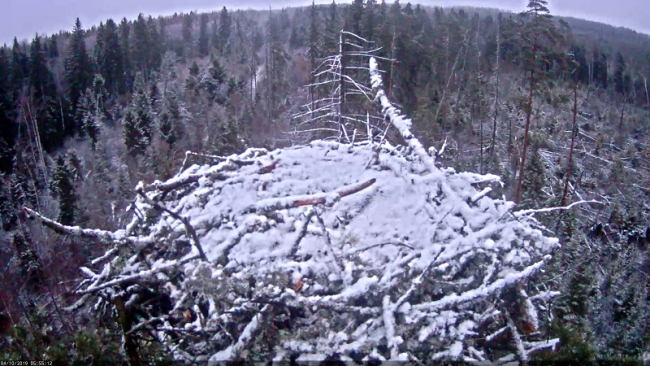 Muutlik kevadhommik kalakotka pesas