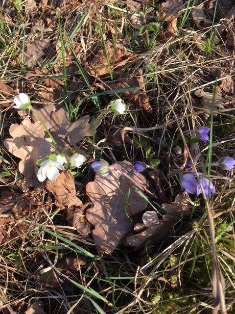 Kena, kui erivärvilisi koos nägema trehvab. Pildistatud 30.04.19