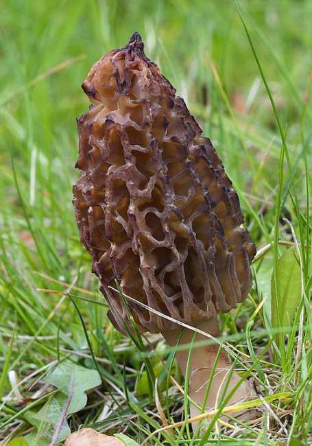 Kuhikmürkel