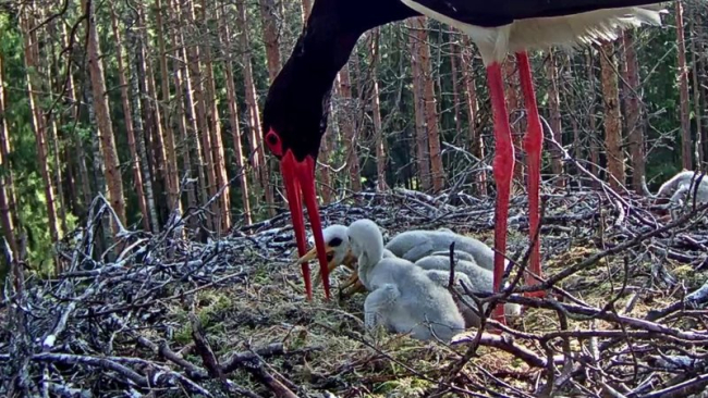 Isaslind Karl täna hommikul kolme kurepoega toitmas