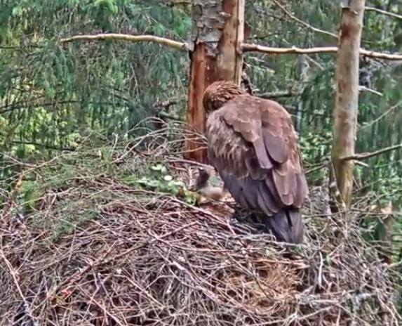 Mother  Tiiu and hatched eagle chick