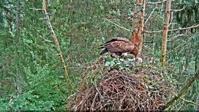 Female  Tiiu feeding the only remaining chick in the nest 