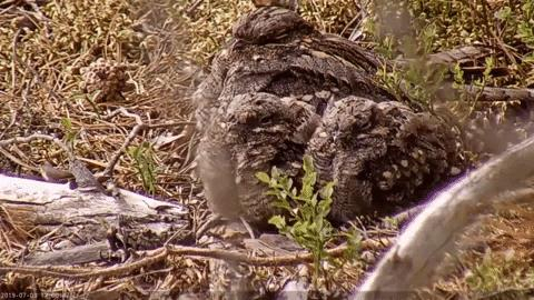 Male bird is single parent during daytime