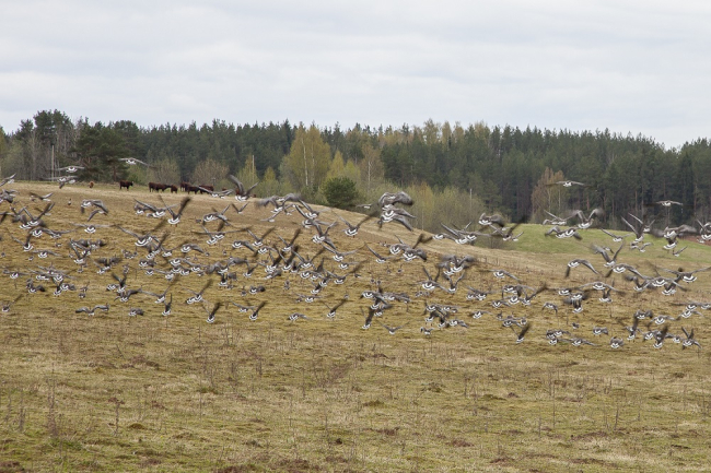 Põllumaadel ristuvad sageli maaharija ja rändlindude huvid. Kevadrändel hanesid pildistas 