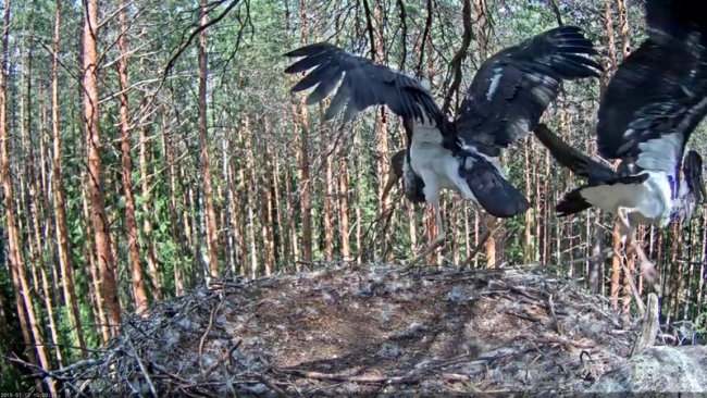At three o’clock the young storks, observing the doings of the ringers under the trees, decided to leave the nest …