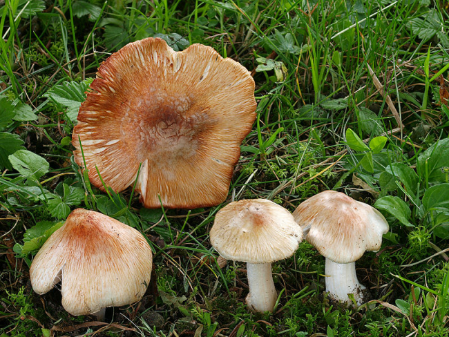 Punakas narmasnutt 