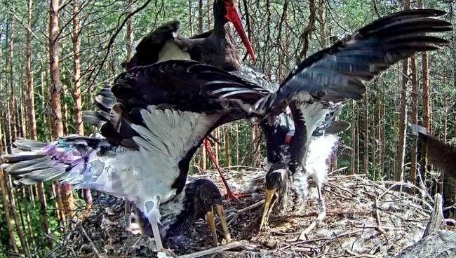 Male Karl arrived to feed the young storks