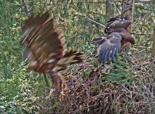 Male Tõnn and young bird  Tuule in the nest