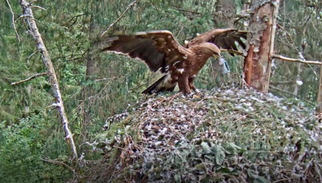 In the image male Tõnn bringing prey to the nest; sounds of  juvenile Tuule heard somewhere nearby