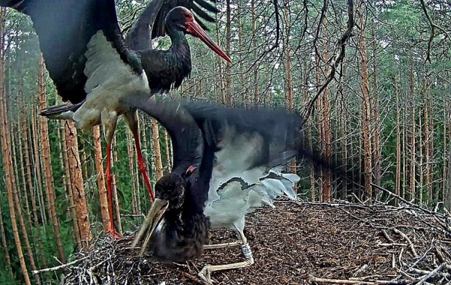 El macho Karl encontró el nido vacío pero pronto apareció el joven Aru