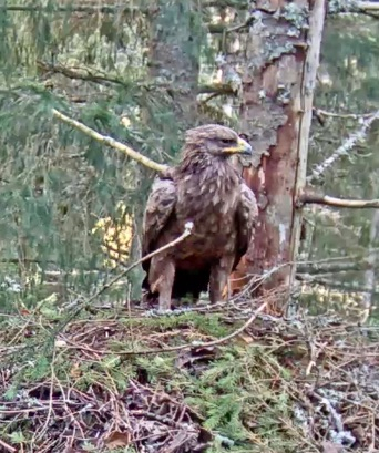 Emaslind Tiiu 5. septembri pesakülastus