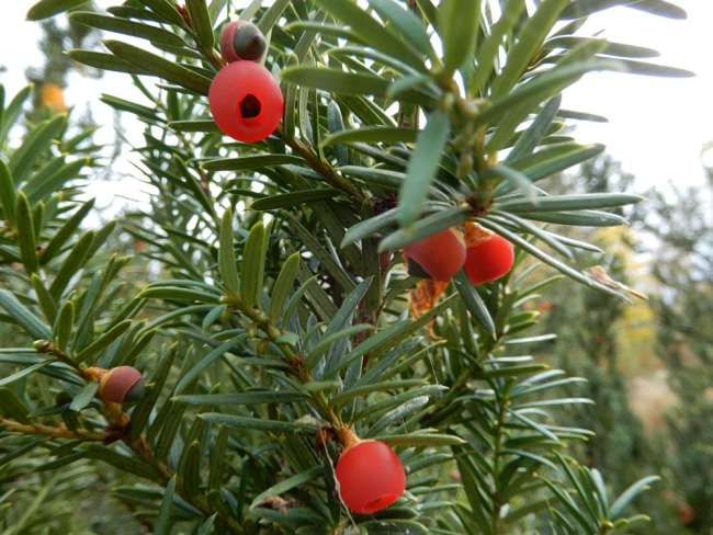 Jugapuul on rohkesti marikäbisid  