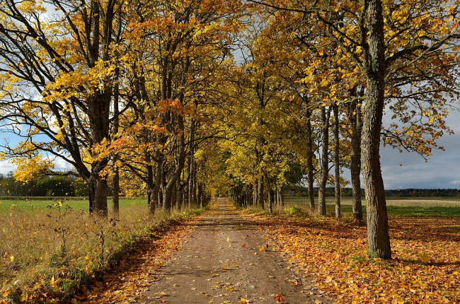 Neeruti mõisa allee.