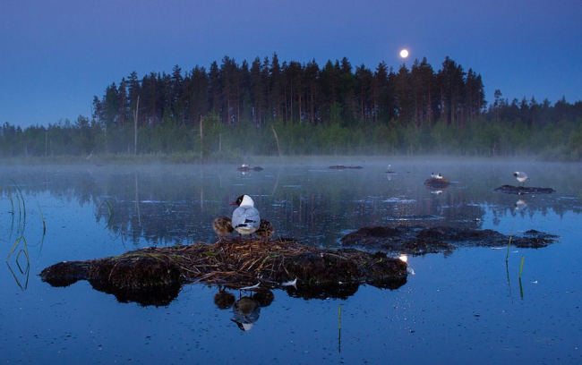 Общую победу фотоконкурса журнала «Eesti Loodus 20», т.е. главный приз в номинации «Фотография животных», заслужил фотограф Яак Сарв фотографией раннего утра колонии озёрных чаек. 