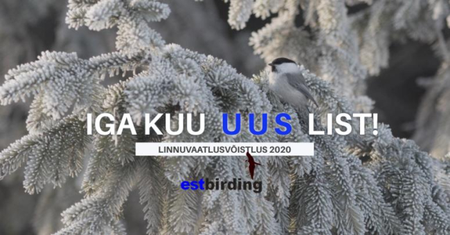 Linnuvaatlusvõistlus