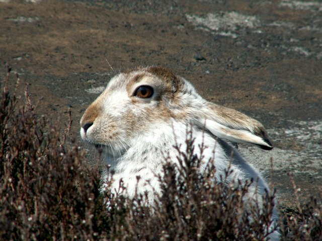 Valgejänes