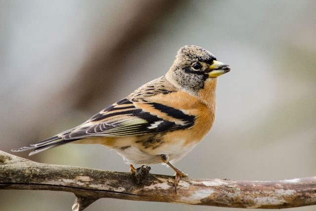 Summary of the sixth Garden Bird Summer Diary   