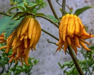 8.–16. veebruarini toimub botaanikaia Palmimajas näitus „Staarid ja veidrikud taimeriigis“, kus tutvustatakse taimeriigi iseäralikke ja ekstreemseid isendeid. Külastaja kohtub siin ussilõksu, kuradi-käepuu, trühvelõie, sinisõrme ja teiste võrratute veidrikega. 