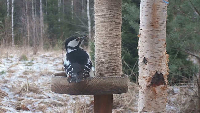 Suur-kirjurähni emaslind „imestab“, kuhu kadus meie rähnipall