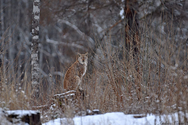Ilves