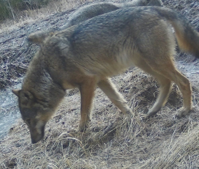 Sorprendentemente la cámara trampa capturo las imágenes de unos lobos