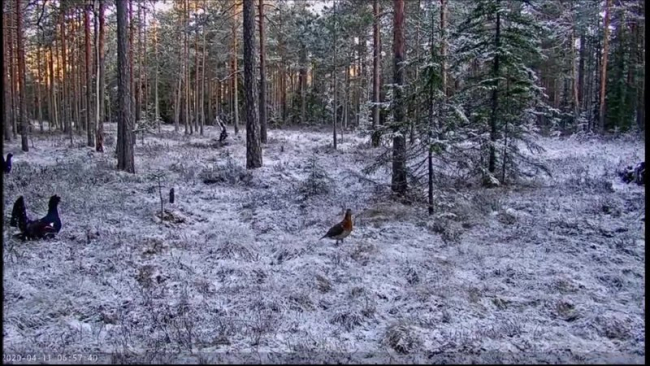 Kana ja kukk metsisemängus