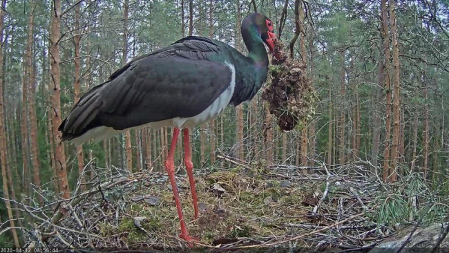 Olgu, kuidas on, aga pesa välimus hakkab ilmet võtma