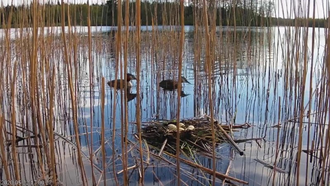 Tuttpüti pesas on viis muna, 22.05.2020. 