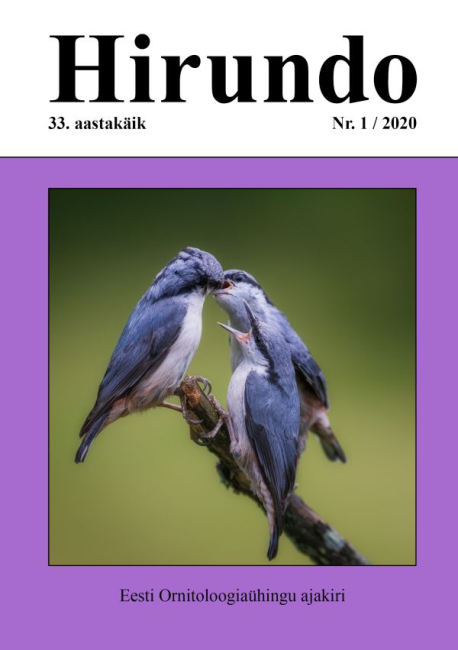 Hirundo 