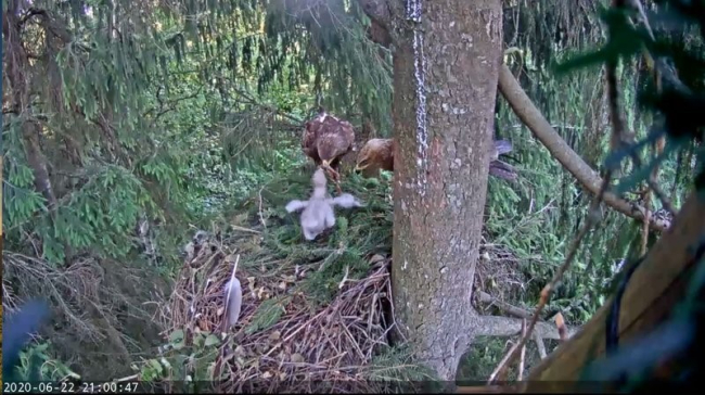 Kogu väike-konnakotkaste perepilt eilsel õhtul