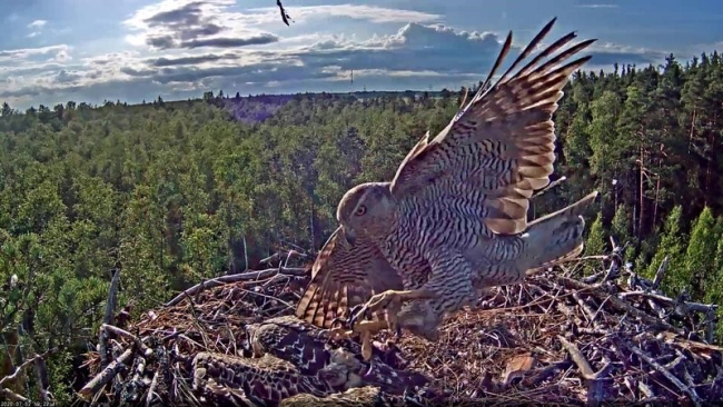 Eile õhtune teine kanakulli rünnak kotkapesale