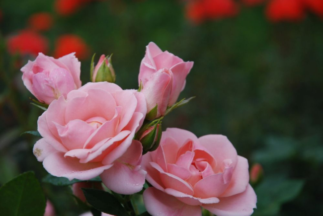 Roosisort 'Astrid Lindgren'